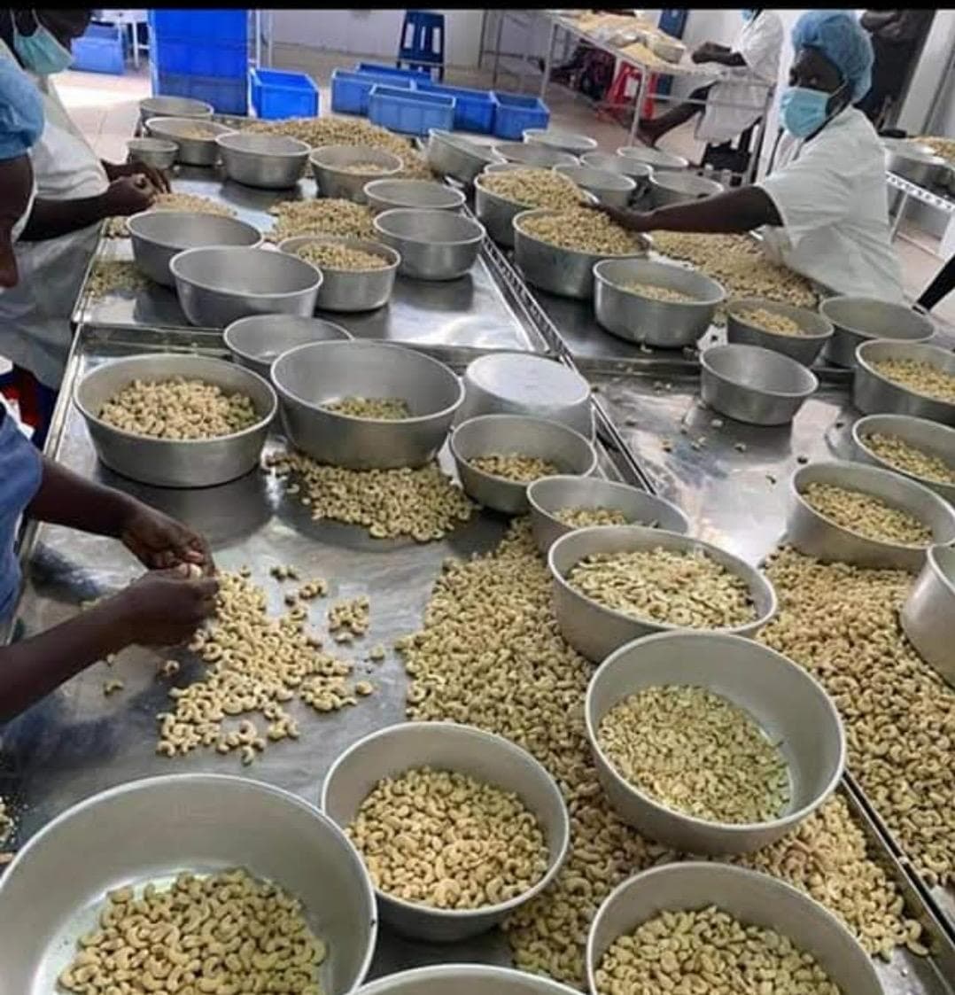 Cashew processing
